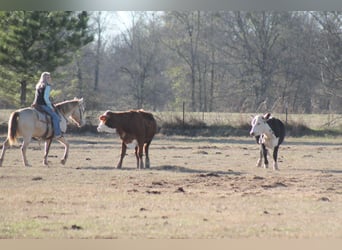 American Quarter Horse, Merrie, 9 Jaar, Champagne