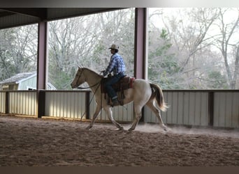 American Quarter Horse, Merrie, 9 Jaar, Champagne