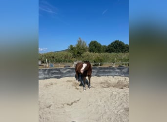 American Quarter Horse, Merrie, 9 Jaar, Donkere-vos