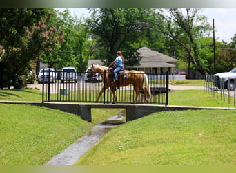 American Quarter Horse, Merrie, 9 Jaar, Palomino