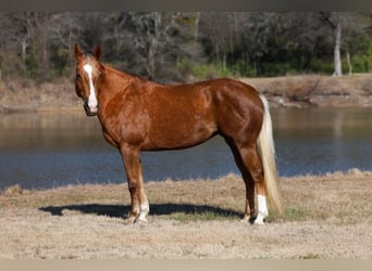 American Quarter Horse, Merrie, 9 Jaar, Palomino