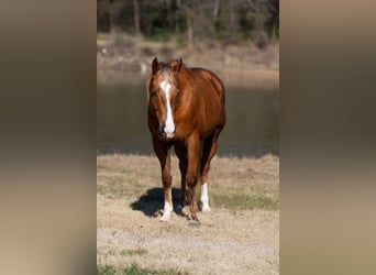 American Quarter Horse, Merrie, 9 Jaar, Palomino