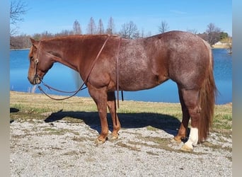 American Quarter Horse, Merrie, 9 Jaar, Roan-Red