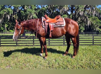 American Quarter Horse, Merrie, 9 Jaar, Roodvos
