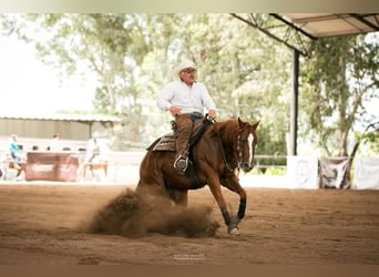 American Quarter Horse, Merrie, 9 Jaar, Roodvos