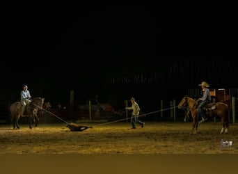 American Quarter Horse Mix, Merrie, 9 Jaar, Roodvos