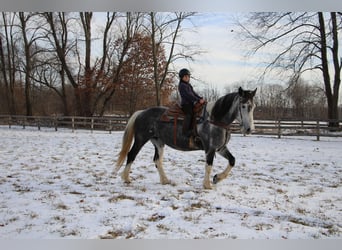 American Quarter Horse, Merrie, 9 Jaar, Tobiano-alle-kleuren