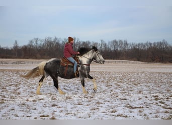American Quarter Horse, Merrie, 9 Jaar, Tobiano-alle-kleuren