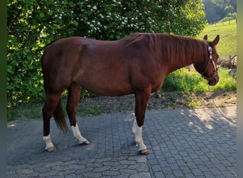 American Quarter Horse, Merrie, 9 Jaar, Vos