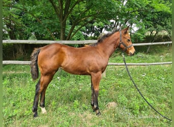 American Quarter Horse, Merrie, Veulen (05/2025), 120 cm, Roodbruin