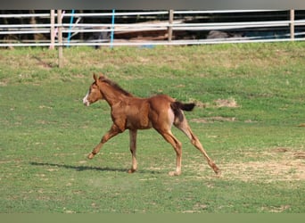American Quarter Horse, Merrie, veulen (06/2023), 143 cm, Champagne