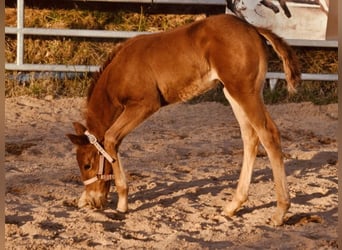 American Quarter Horse, Merrie, , 143 cm, Donkere-vos