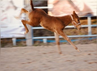 American Quarter Horse, Merrie, , 143 cm, Donkere-vos