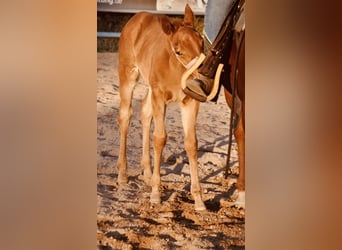 American Quarter Horse, Merrie, , 143 cm, Donkere-vos