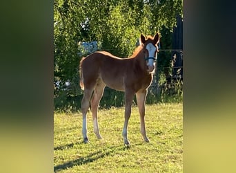 American Quarter Horse, Merrie, Veulen (04/2026), 145 cm, Vos