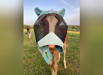 American Quarter Horse, Merrie, Veulen (04/2026), 145 cm, Vos