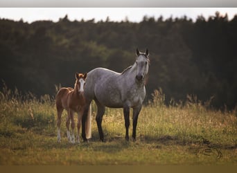American Quarter Horse, Merrie, Veulen (04/2026), 145 cm, Vos