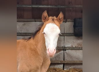 American Quarter Horse, Merrie, veulen (03/2024), 147 cm, Roan-Bay