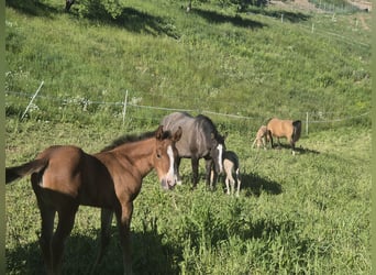 American Quarter Horse, Merrie, Veulen (04/2026), 148 cm, Bruin