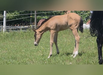 American Quarter Horse, Merrie, Veulen (06/2026), 148 cm, Buckskin
