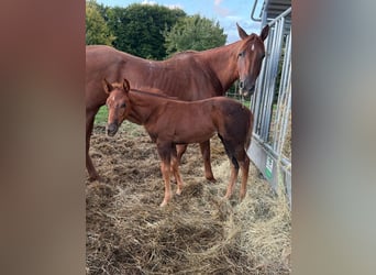 American Quarter Horse, Merrie, Veulen (07/2025), 148 cm, Donkere-vos