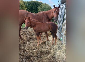 American Quarter Horse, Merrie, Veulen (07/2025), 148 cm, Donkere-vos