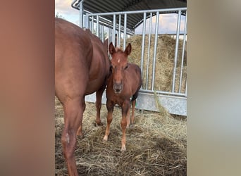 American Quarter Horse, Merrie, Veulen (07/2025), 148 cm, Donkere-vos