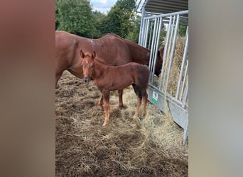 American Quarter Horse, Merrie, Veulen (07/2025), 148 cm, Donkere-vos