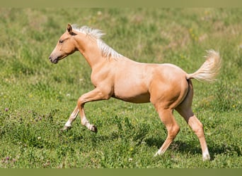 American Quarter Horse, Merrie, Veulen (05/2026), 148 cm, Palomino