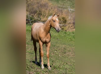American Quarter Horse, Merrie, Veulen (05/2026), 148 cm, Palomino