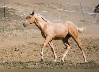 American Quarter Horse, Merrie, Veulen (05/2026), 148 cm, Palomino
