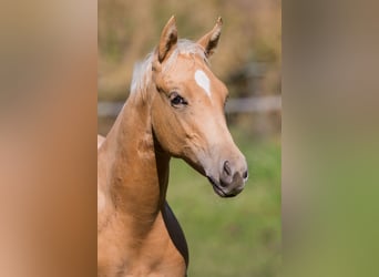 American Quarter Horse, Merrie, Veulen (05/2026), 148 cm, Palomino
