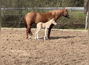 American Quarter Horse, Merrie, veulen (04/2023), 148 cm, Palomino