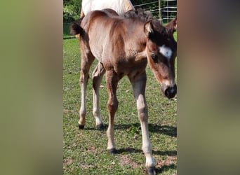 American Quarter Horse, Merrie, veulen (04/2023), 148 cm, Zwart