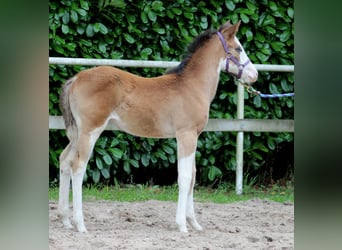 American Quarter Horse, Merrie, veulen (04/2024), 149 cm, Overo-alle-kleuren