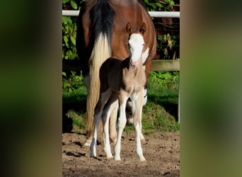 American Quarter Horse, Merrie, veulen (04/2024), 149 cm, Overo-alle-kleuren
