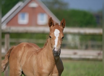 American Quarter Horse, Merrie, veulen (04/2024), 149 cm, Vos