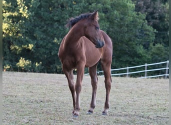 American Quarter Horse, Merrie, Veulen (05/2026), 150 cm, Bruin