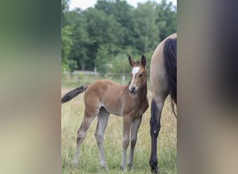 American Quarter Horse, Merrie, Veulen (06/2025), 150 cm, Bruin
