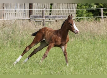 American Quarter Horse, Merrie, Veulen (06/2025), 150 cm, Bruin
