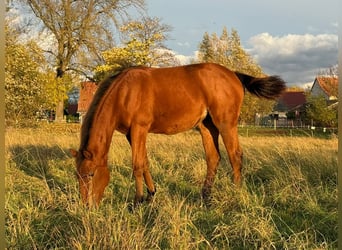 American Quarter Horse, Merrie, Veulen (03/2025), 150 cm, Bruin