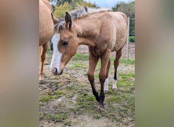 American Quarter Horse, Merrie, veulen (06/2024), 150 cm, Buckskin