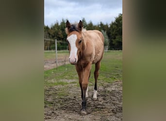 American Quarter Horse, Merrie, veulen (06/2024), 150 cm, Buckskin