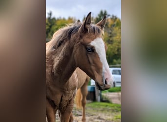 American Quarter Horse, Merrie, veulen (06/2024), 150 cm, Buckskin