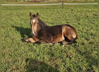 American Quarter Horse, Merrie, veulen (06/2024), 150 cm, Buckskin