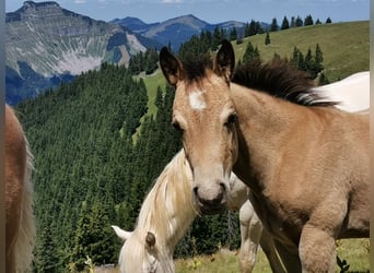 American Quarter Horse, Merrie, Veulen (05/2026), 150 cm, Buckskin