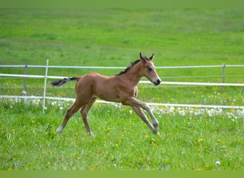 American Quarter Horse, Merrie, Veulen (05/2026), 150 cm, Buckskin