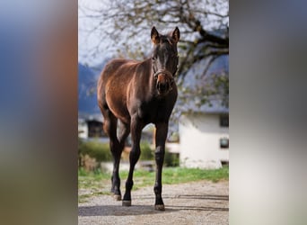 American Quarter Horse, Merrie, veulen (05/2024), 150 cm, Donkerbruin