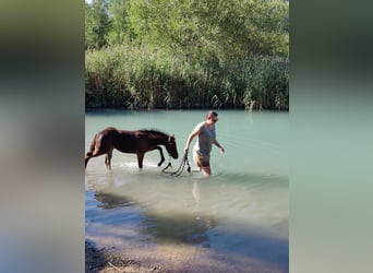 American Quarter Horse, Merrie, veulen (05/2024), 150 cm, Donkerbruin