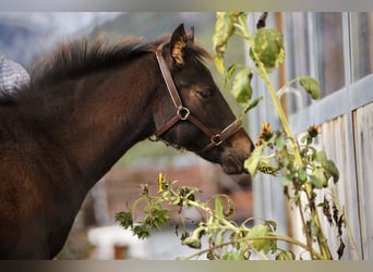 American Quarter Horse, Merrie, veulen (05/2024), 150 cm, Donkerbruin